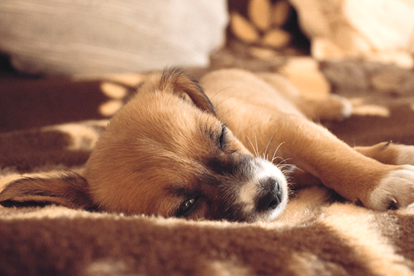 犬さんを連れて来て頂く時